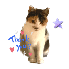 ミケミケとポメ