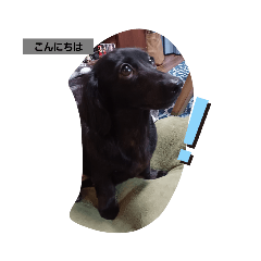 黒いミニチュアダックス