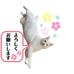 幸運のカギしっぽオッドアイ琥珀スタンプ8