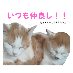 Bellの家の猫達 ver1