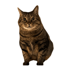 ぬこのごんちゃん〜家にいたいよ編〜