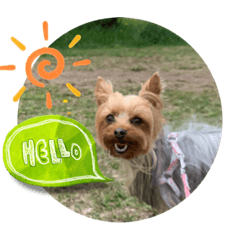 ワンコスタンプ　ヨーキー2