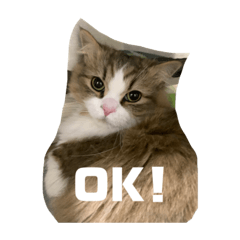 ジュン・ジェラトーニの日常