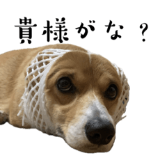 我らがこつぶ Vo.1