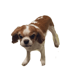 タマの日常ver.12