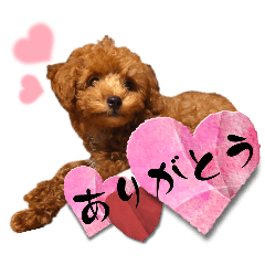 トイプードルの甘えんぼモカくん2