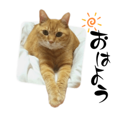 茶トラきき & 黒猫じじ & キャバリアわらび