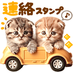 今何してる？にゃんこ