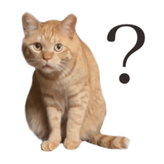 ねこねこ、いぬ 〜写真編〜