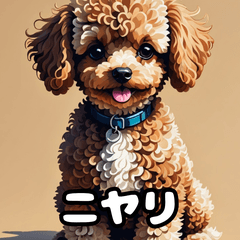 表情豊かなトイプードル40連発！