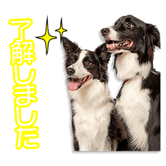 山名家のウェンディ＆ジョンちゃん