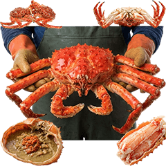 タラバガニ　実写