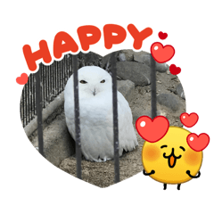 決められた鳥の感情