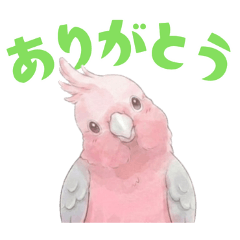 モモイロインコ（１）