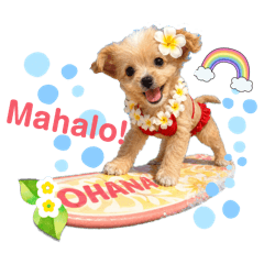 『家族』のOHANAだよ！