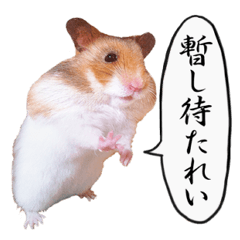 愉快なごぉるでんはむすたぁず☆