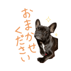 フレンチブルドッグ（黒）
