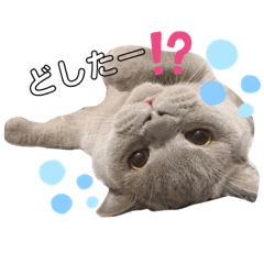 坂本家のこたろースタンプ 3