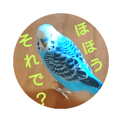 リアルセキセイインコの日常会話