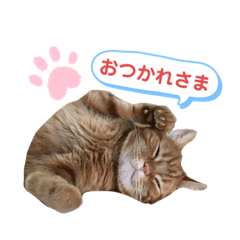 ねこのファミリースタンプ