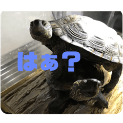うちのカメちゃんたち3