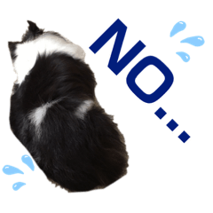 愛犬シェリーちゃんだよ