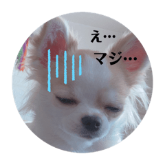 チワワちゃん日常挨拶