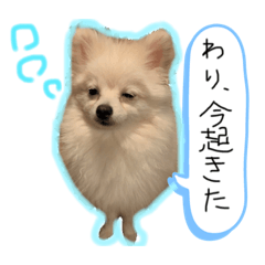しょぼいポメラニアン