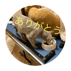 使いやすさ重視！可愛い猫スタンプ
