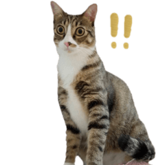 アイすブラザーズ