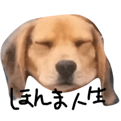 喜怒哀楽が激しい犬様との日常