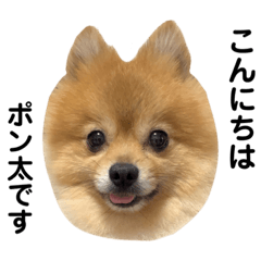 ポン太　ポメラニアン　男の子