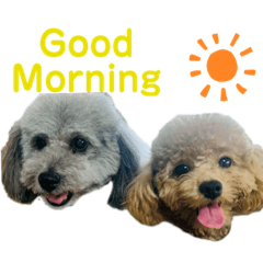 我が家のりんこ