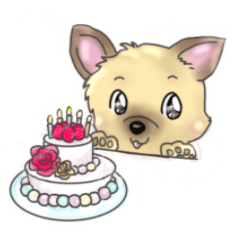 柴犬カットのヨーキー