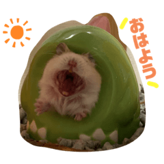 ハムスターのぽむちゃん