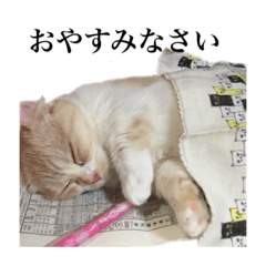 ももちゃん 日常用猫スタンプ1