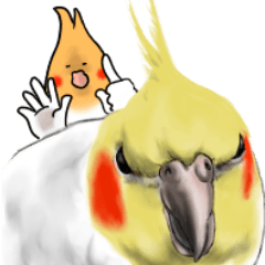 オカメインコのような、そうでないような６