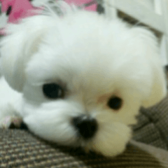 マルチーズの一日