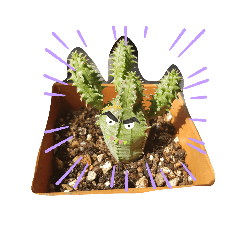 Cactus Design_20201029170603