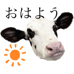 こうしのすたんぷ