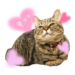 キジトラつくし