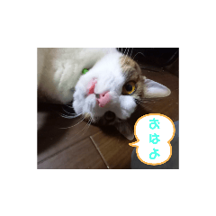 うちのオルフェくん。