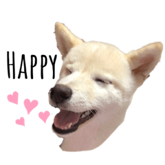 白豆柴の琥珀。