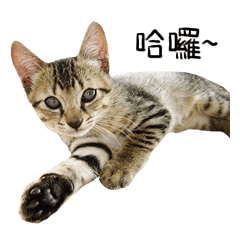 Meow Meow Living Diary