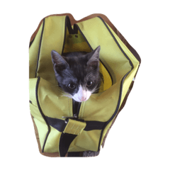 猫のあさりくん