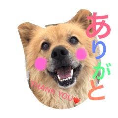 ペスの日常。2日目。