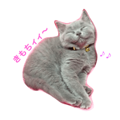 ネコのヴヴちゃん