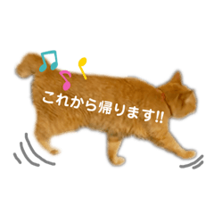 すーちゃんスタンプ2ฅ•ω•ฅ