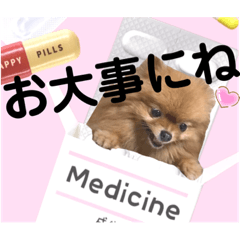 ポメラニアンのめいさん病気、思いやり