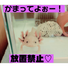 癒しのウーパー3